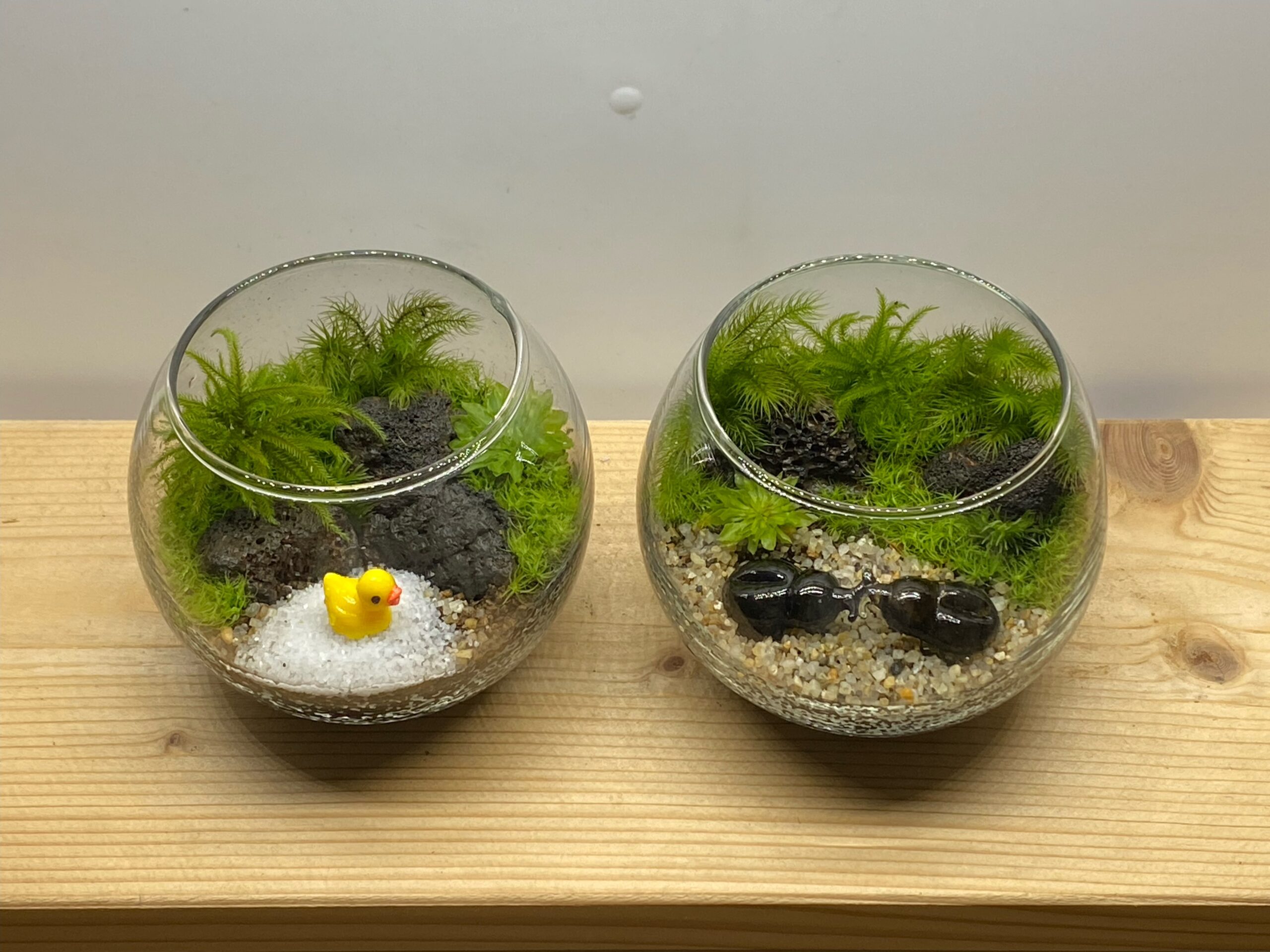 苔で作る小さな癒しの森『苔テラリウムワークショップ』 – 【なんかいくらし】南海沿線の暮らし役立ち情報発信Webマガジン