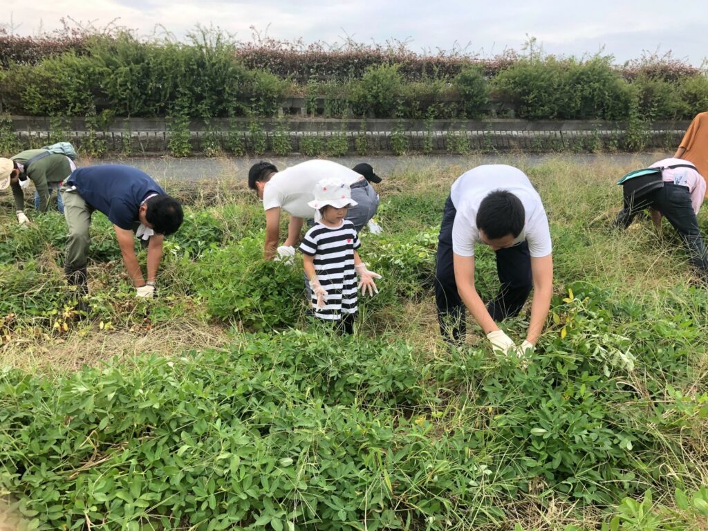 【開催終了】落花生の収穫体験