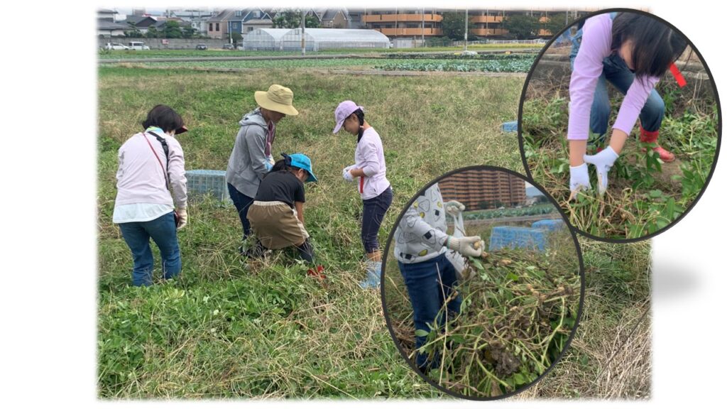 落花生の収穫体験！～泉佐野・野々地蔵を訪ねて～