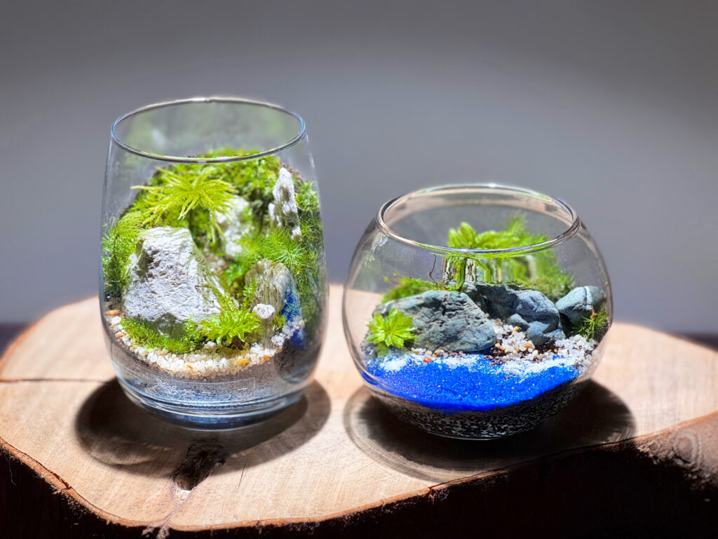 26.苔テラリウムを作ろう！