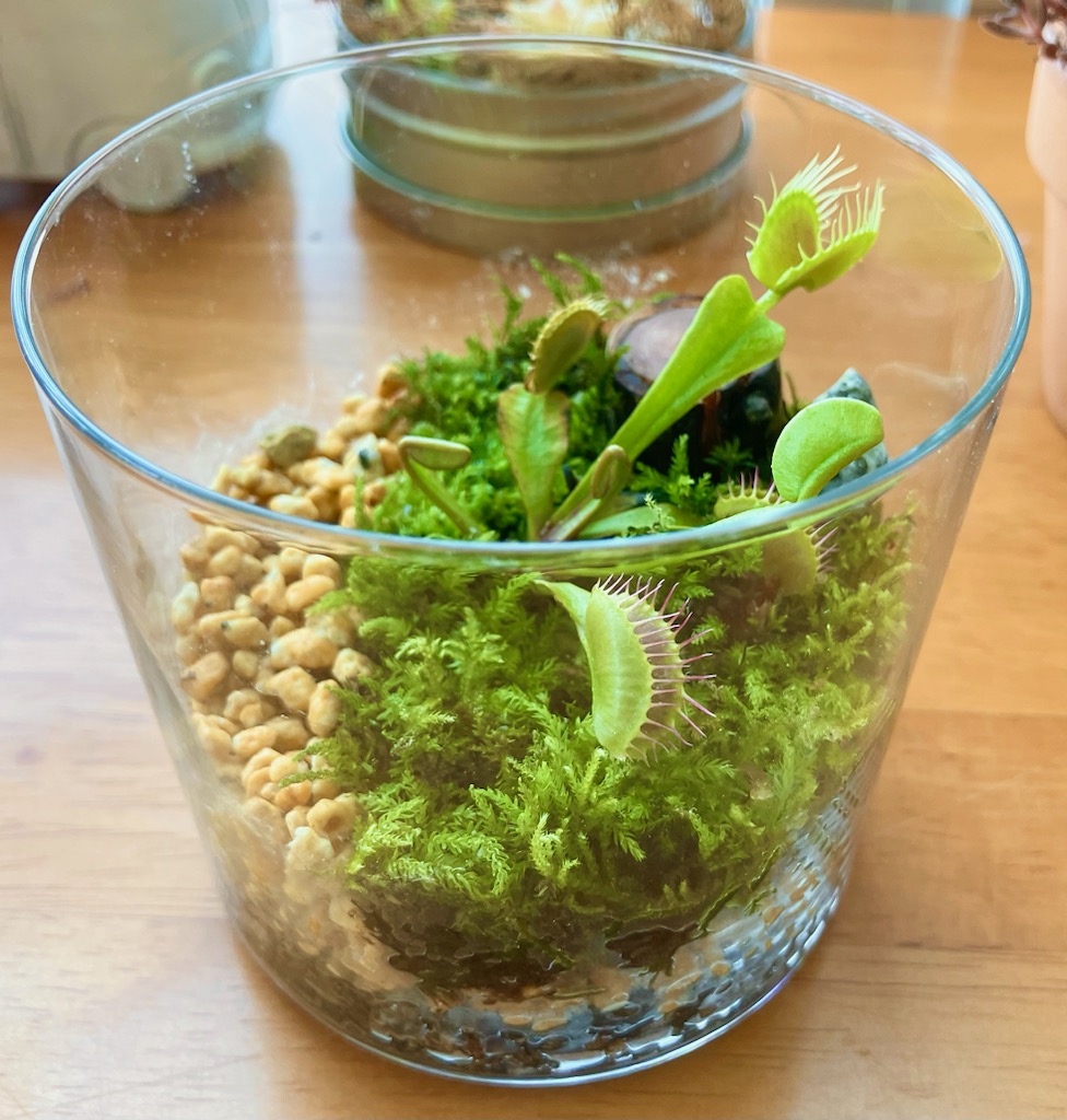 食虫植物の寄せ植え<br>パンフレットNo.23
